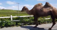 VIDEO: There appears to be a camel on the loose in Belmullet