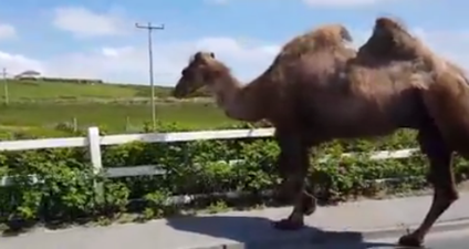 VIDEO: There appears to be a camel on the loose in Belmullet