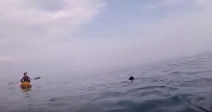 VIDEO: Remember the Ardmore basking shark? Well, this new clip is the most personal yet