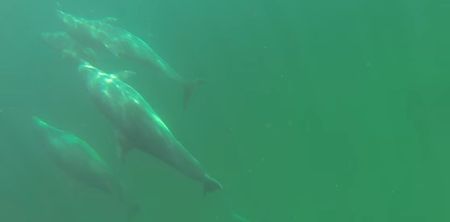 WATCH: Spectacular footage of a man freediving with dolphins in Achill