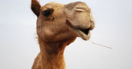 PIC: No big deal, just a camel out for a stroll on a sunny day in Achill