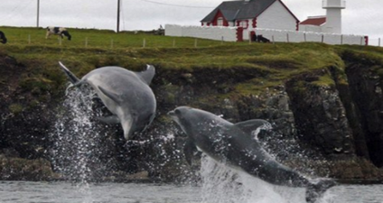 PICS: Beloved dolphin Fungie injured after picking up a deep cut