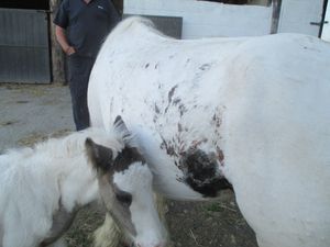 PICS: Mare with severe photosensitivity rescued by the ISPCA in Cork (Warning: Graphic content)