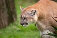 Mother saves her 5-year-old boy from mountain lion attack