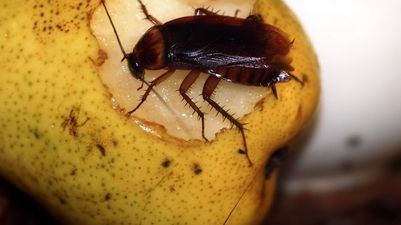 This zoo will name a cockroach after your ex and then feed it to a meerkat