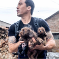 WATCH: Man saves 1000 dogs from China’s dog meat festival
