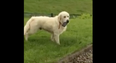 WATCH: Leitrim man has his phone stolen by his dog, who really doesn’t want to give it back