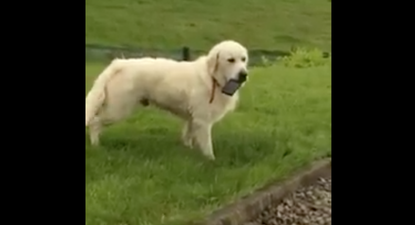 WATCH: Leitrim man has his phone stolen by his dog, who really doesn’t want to give it back