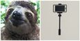 PIC: This sloth has somehow managed to justify the existence of selfie sticks