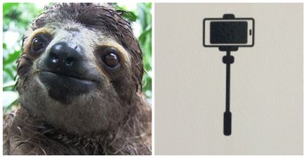 PIC: This sloth has somehow managed to justify the existence of selfie sticks