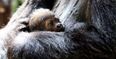 Great news because a beautiful baby gorilla has been born at Dublin Zoo