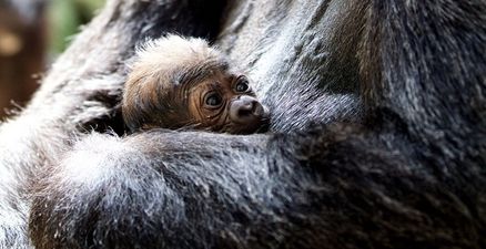 Great news because a beautiful baby gorilla has been born at Dublin Zoo