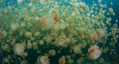 PIC: Look at the size of the jellyfish that washed up on Portmarnock beach