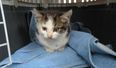 PICS: ISPCA rescue kitten with horrific burn wounds in Waterford (Warning: Graphic content)