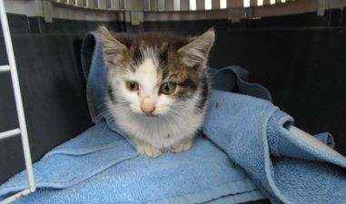 PICS: ISPCA rescue kitten with horrific burn wounds in Waterford (Warning: Graphic content)