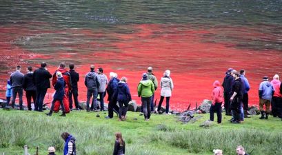 120 whales slaughtered in Faroe Islands this week as part of grindadráp