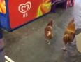 VIDEO: Two chickens walk around a Kerry shop and leave without buying anything