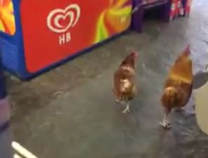 VIDEO: Two chickens walk around a Kerry shop and leave without buying anything