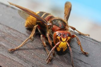 PICS: A killer Asian hornet appears to have to have shown up in Limerick