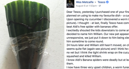 PICS: Man finds dead worm in his cucumber, his complaint and the response from Tesco are excellent