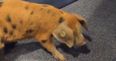 WATCH: This pig took a shite on the floor of RTÉ’s studio
