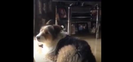 VIDEO: Meath dog ‘sings’ along with the Angelus on RTÉ