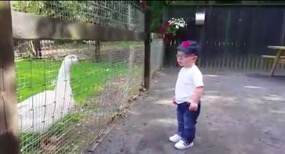 WATCH: Dublin infant stages a showdown with some angry geese