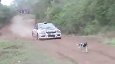 WATCH: Small dog miraculously avoids death as speeding rally car flies right over it