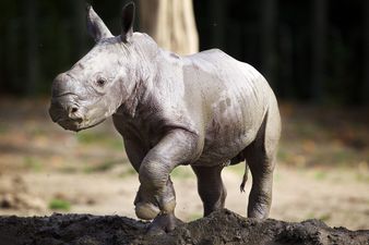 Dundrum’s new safari-themed adventure will help endangered rhinos