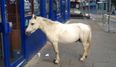 WATCH: This horse randomly waiting outside a bookies is peak Limerick city