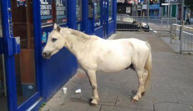 WATCH: This horse randomly waiting outside a bookies is peak Limerick city
