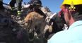 WATCH: The moment a dog was pulled (alive) from rubble nine days after earthquake in Italy