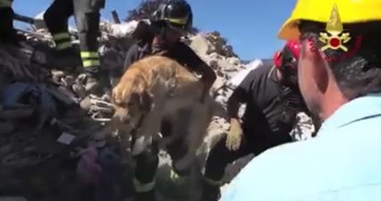 WATCH: The moment a dog was pulled (alive) from rubble nine days after earthquake in Italy