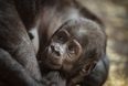 Sadly, a baby gorilla called Harambe McHarambeface does not actually exist