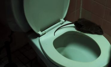 #TRAILERCHEST: The documentary Rats will absolutely terrify you