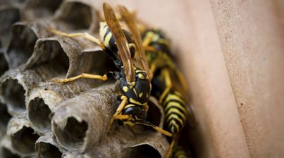 PICS: This gigantic wasps nest found in an attic will leave you scarred for life