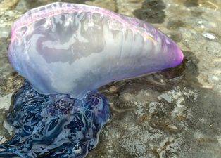 Public warned over largest infestation of Portuguese Man o’war in Ireland over 100 years