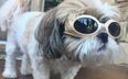 PICS: This dog has bad eyesight, so vets prescribed him ‘doggles’