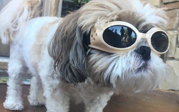 PICS: This dog has bad eyesight, so vets prescribed him ‘doggles’