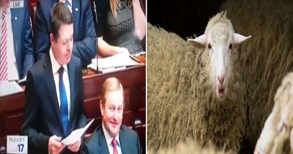 WATCH: Anonymous TD makes sheep noise following announcement of sheep welfare scheme in budget