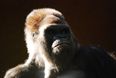 Harambe 2: Reports say a gorilla is on the loose in London Zoo