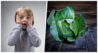 PIC: We think we’ve found the biggest cabbage in Ireland, and it’s huge