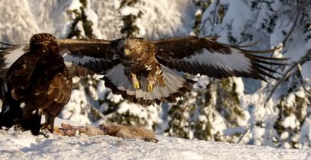 WATCH: Feast your eyes on the glorious extended trailer for Planet Earth 2