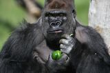 Hero gorilla that escaped from London Zoo necked five litres of blackcurrant juice before he was caught