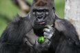 Hero gorilla that escaped from London Zoo necked five litres of blackcurrant juice before he was caught