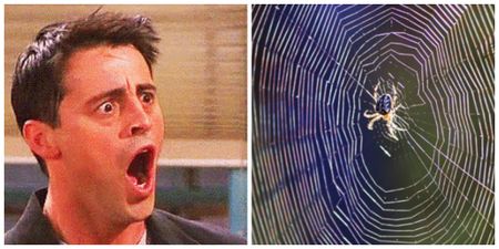 VIDEO: If you’re squeamish, you probably don’t want to watch what this spider is doing