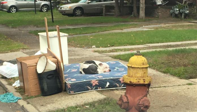 This dog waited a month for the owners that abandoned him
