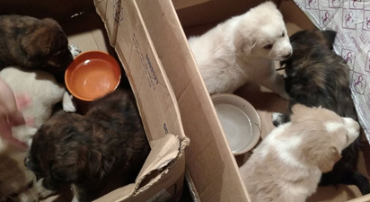 A stag party in the States dropped their plans to rescue a bunch of puppies instead