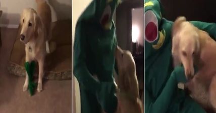 WATCH: Man dresses up as his dog’s favourite toy for Halloween; the dog’s reaction is fantastic