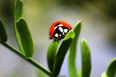 No need to panic but STI-riddled Ladybirds could be on their way to Ireland
